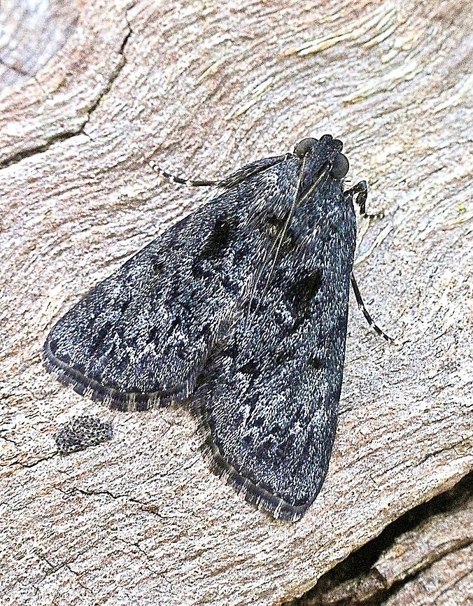 Salma ebenina Captured 31.10.2018 Australia,Eamw moth,Geotagged,Salma ebenina,Salma ew