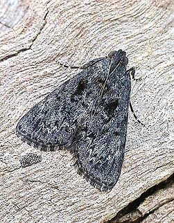 Salma ebenina Captured 31.10.2018 Australia,Eamw moth,Geotagged,Salma ebenina,Salma ew