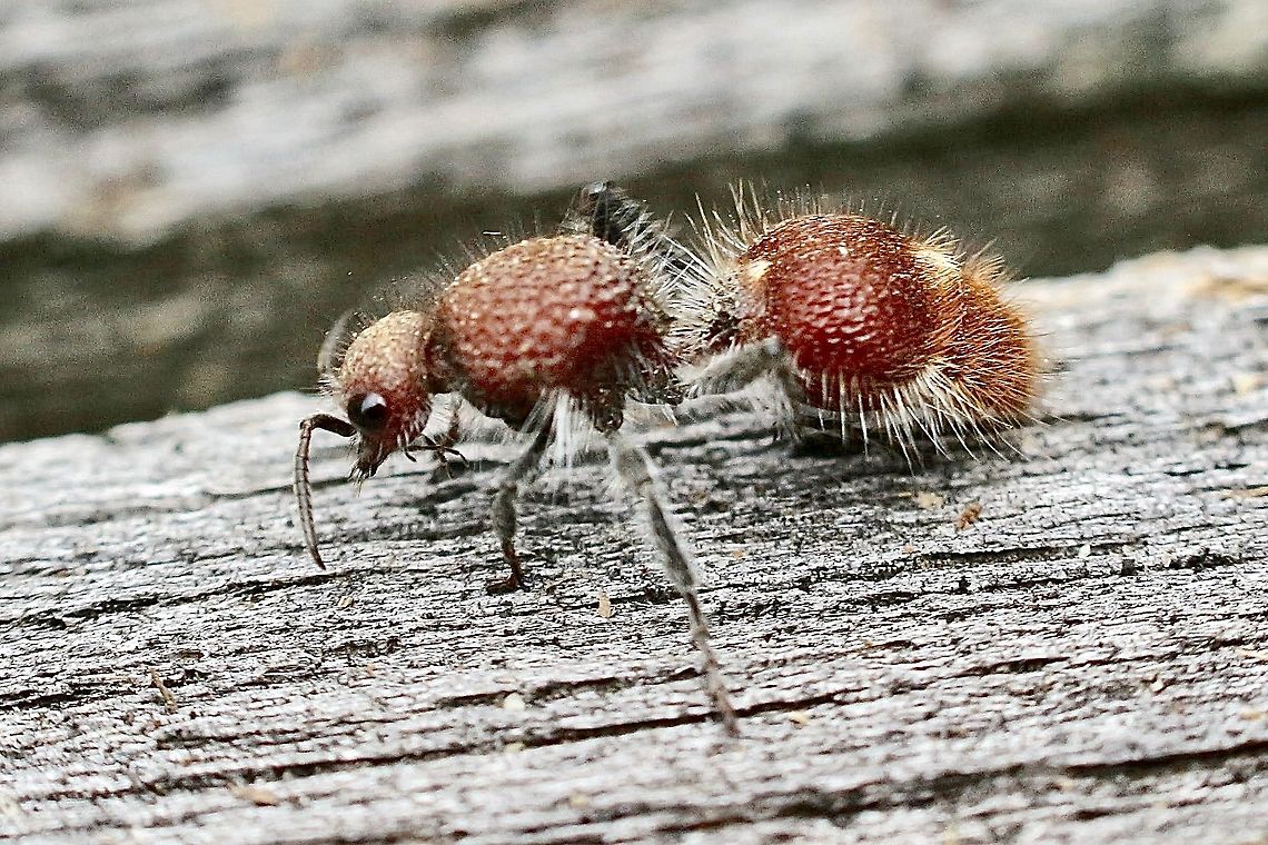 Red velvet ant- Ephutomorpha ferruginata This is actually a wasp species . The female is wingless and the male looks very different and has wings Australia,Eamw wasps,Geotagged,Spring,Timulla vagans