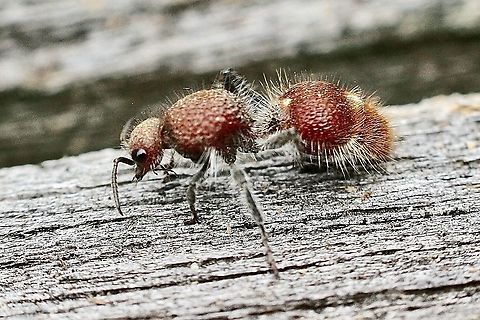 Red velvet ant- Ephutomorpha ferruginata This is actually a wasp species . The female is wingless and the male looks very different and has wings Australia,Eamw wasps,Geotagged,Spring,Timulla vagans