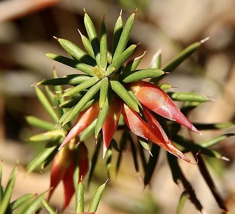 Flame Heath - Astroloma conostephioides  Australia,Fall,Flame heath,Geotagged,Stenanthera conostephioides