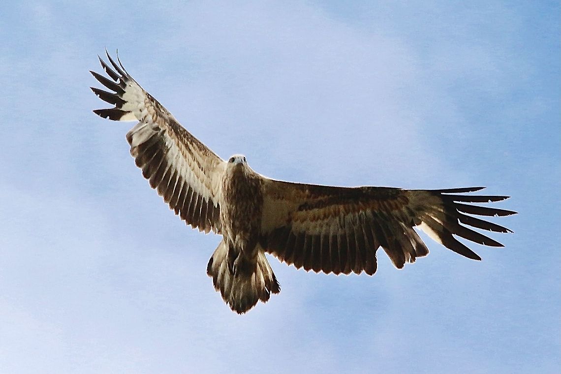 White-bellied Sea Eagle - Haliaeetus leucogaster,  Eamw birds,Eamw birds of prey,Geotagged,Haliaeetus leucogaster,Spring,St.George’s Basin,White-bellied Sea Eagle