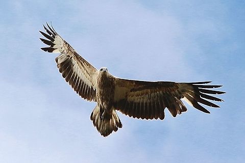 White-bellied Sea Eagle - Haliaeetus leucogaster,  Eamw birds,Eamw birds of prey,Geotagged,Haliaeetus leucogaster,Spring,St.George’s Basin,White-bellied Sea Eagle