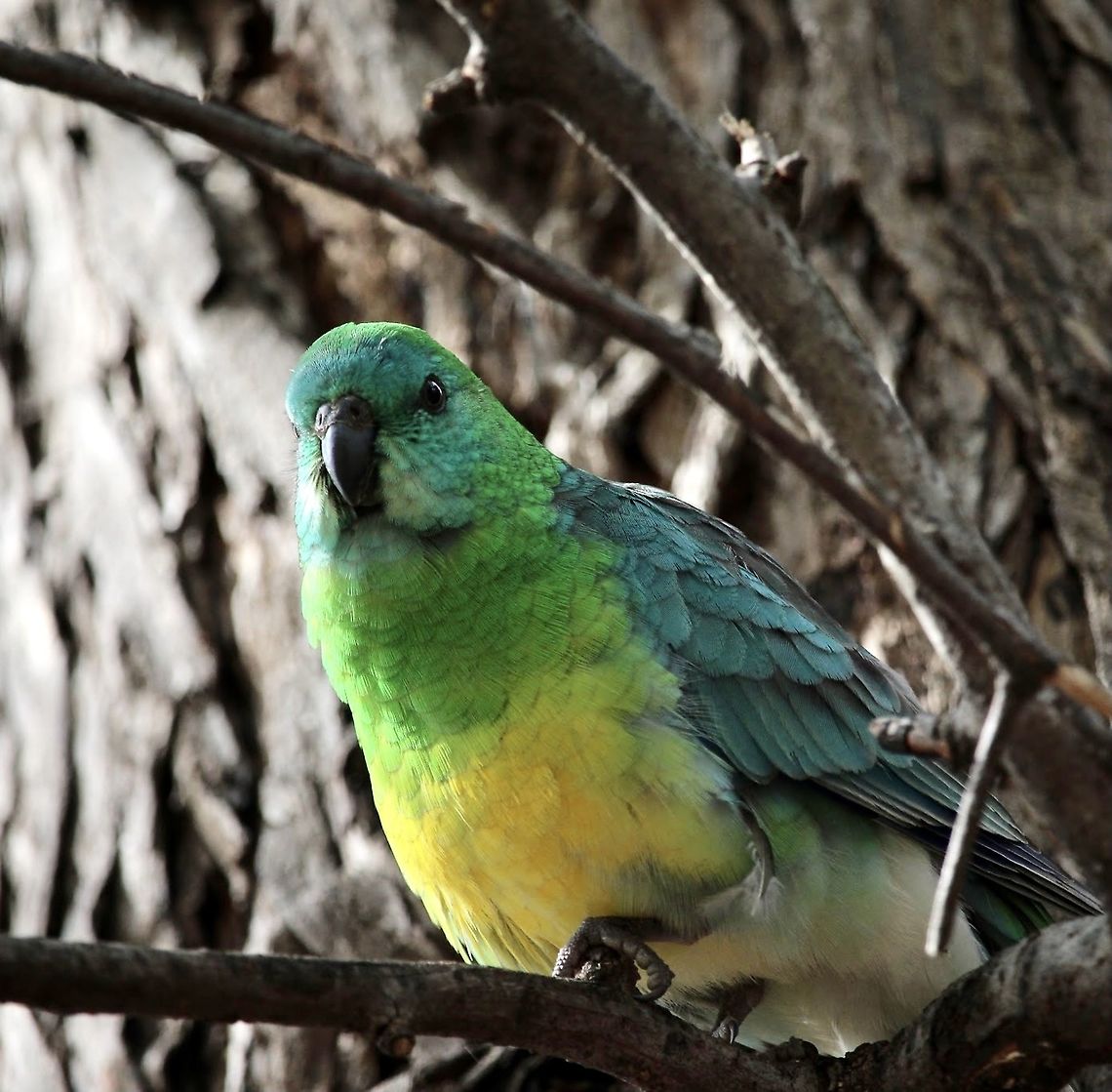 Red- rumpled parrot - Psephotus haematonotus Small flocks are often encountered on lawn areas searching for grass seeds in suburban parkland or gardens. Australia,Birds Bendigo,Eamw birds,Eamw parrots,Geotagged,Psephotus haematonotus,Red-rumped parrot,Winter