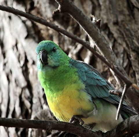 Red- rumpled parrot - Psephotus haematonotus Small flocks are often encountered on lawn areas searching for grass seeds in suburban parkland or gardens. Australia,Birds Bendigo,Eamw birds,Eamw parrots,Geotagged,Psephotus haematonotus,Red-rumped parrot,Winter