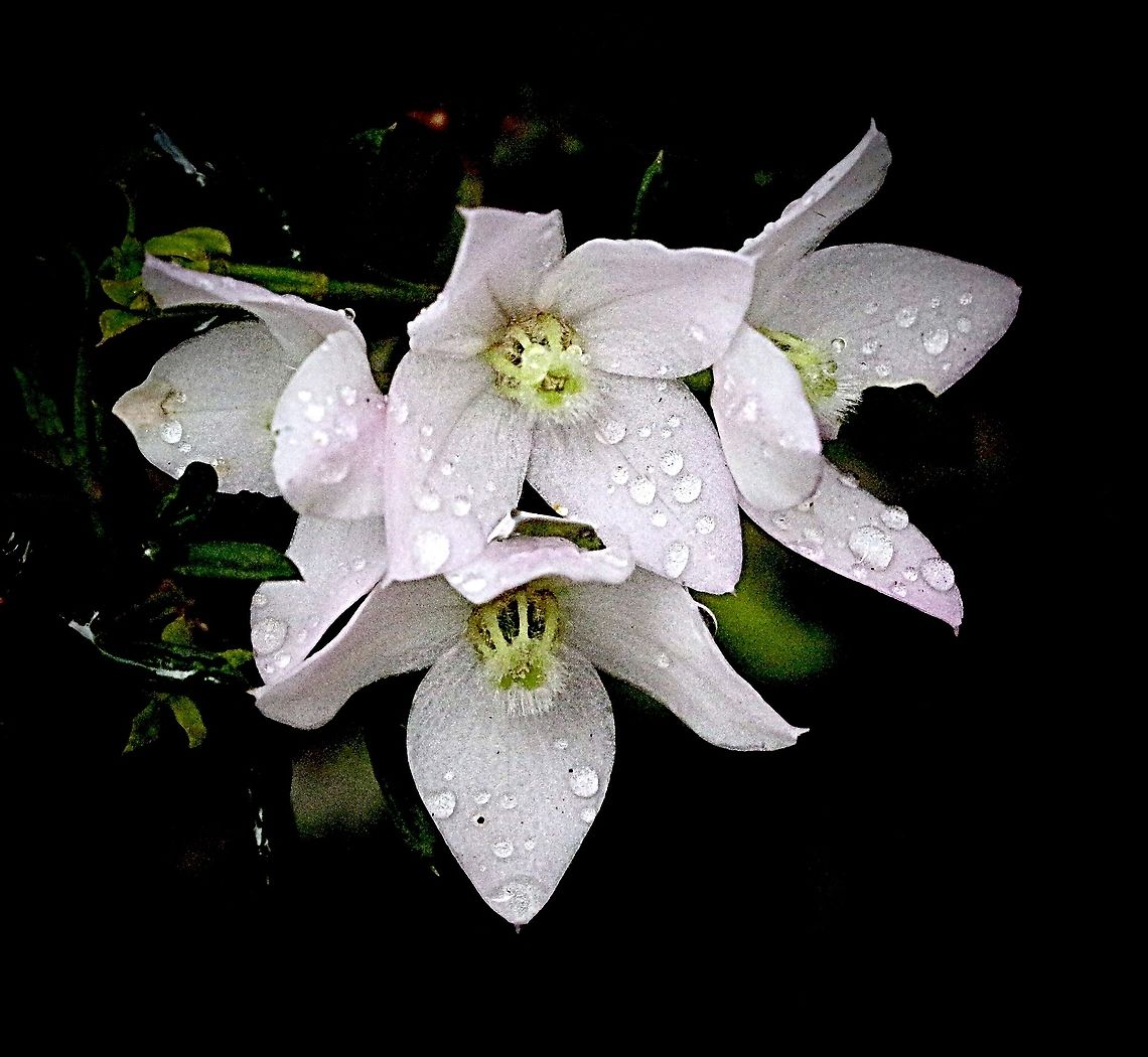 Pale pink Boronia - Boronia floribunda A delicate flower and needs a closer look to see the very soft pink on the petals.<br />
The water droplets are natural from a brief shower. Australia,Boronia floribunda,Eamw flora,Geotagged,Pale pink boronia,Spring