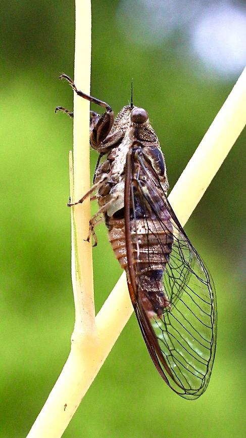 Yoyetta celis cicada Wings all hardened up and now resting until nightfall  Australia,Eamw cicadas,Geotagged,Spring,Yoyetta celis
