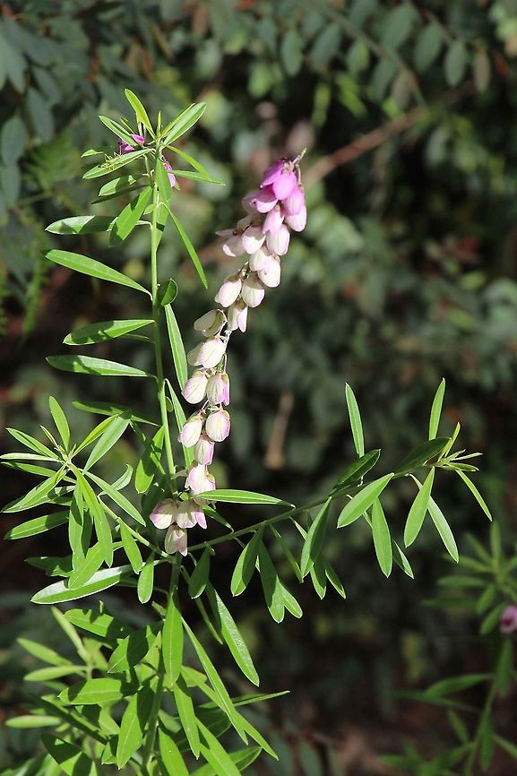 Purple Broom - Polygala virgata View of whole plant Eamw flora,Fall,Geotagged,Polygala virgata
