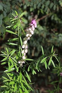 Purple Broom - Polygala virgata View of whole plant Eamw flora,Fall,Geotagged,Polygala virgata