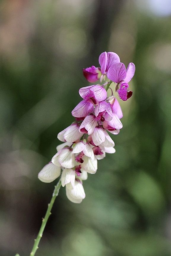 Purple Broom - Polygala virgata Introduced from Africa to Australia  Australia,Eamw flora,Geotagged,Polygala virgata,Spring