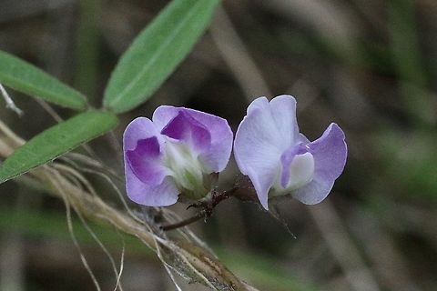 Cowpea - Vigna vexillata A fast growing climber plant Australia,Eamw flora,Eamw native pea,Geotagged,Spring,Vigna vexillata