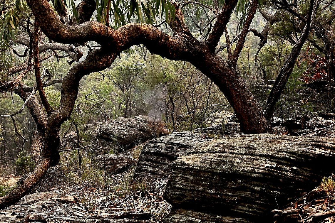 Yellow bloodwoodtree - Corymbia eximia A gnarled picturesque tree growing on sandstone escarpment in shallow soil in the Blue Mountains NSW Australia,Corymbia eximia,Eamw landscapes,Geotagged,Spring,Yellow bloodwood