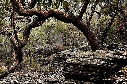 Yellow bloodwoodtree - Corymbia eximia A gnarled picturesque tree growing on sandstone escarpment in shallow soil in the Blue Mountains NSW Australia,Corymbia eximia,Eamw landscapes,Geotagged,Spring,Yellow bloodwood