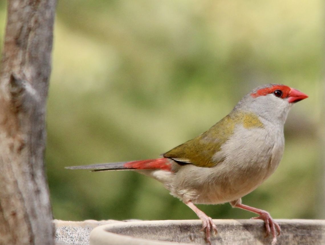 Red- browned finch - Neochmia temporalis  Australia,Eamw birds,Geotagged,Neochmia temporalis,Red-browed finch,Spring