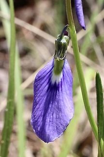 ’Lady’s Slipper - Pigea monopetala Definitely an unusual plant Australia,Eamw flora,Geotagged,Lady's Slipper,Pigea monopetala,Spring