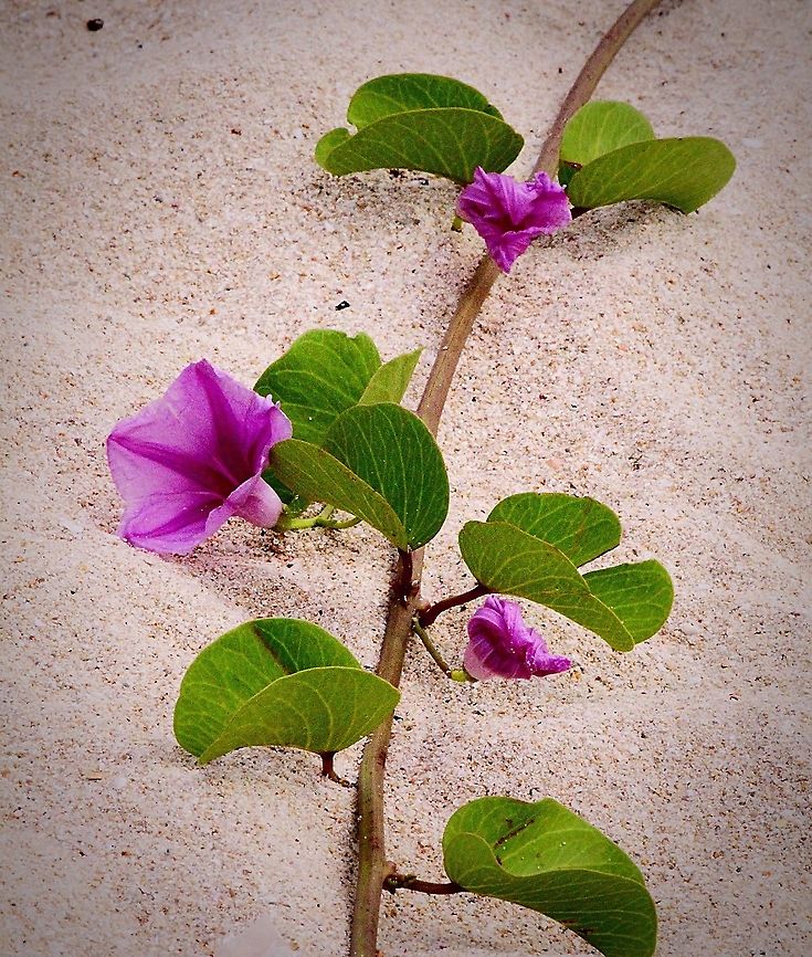 Beach Morning Glory - Ipomoea pes-caprae Found trailing across coastal sand dunes. Australia,Beach Morning Glory,Eamw flora,Geotagged,Ipomoea pes-caprae