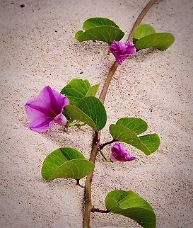 Beach Morning Glory - Ipomoea pes-caprae Found trailing across coastal sand dunes. Australia,Beach Morning Glory,Eamw flora,Geotagged,Ipomoea pes-caprae