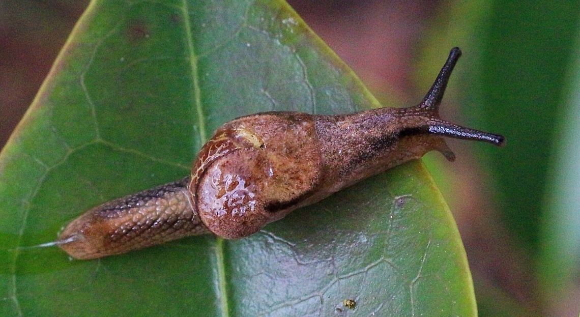 iridescent semi-slug - Ubiquitarion iridis A see through slug living in trees Australia,Eamw terrestrial snails,Geotagged,Ubiquitarion iridis,iridescent semi-slug