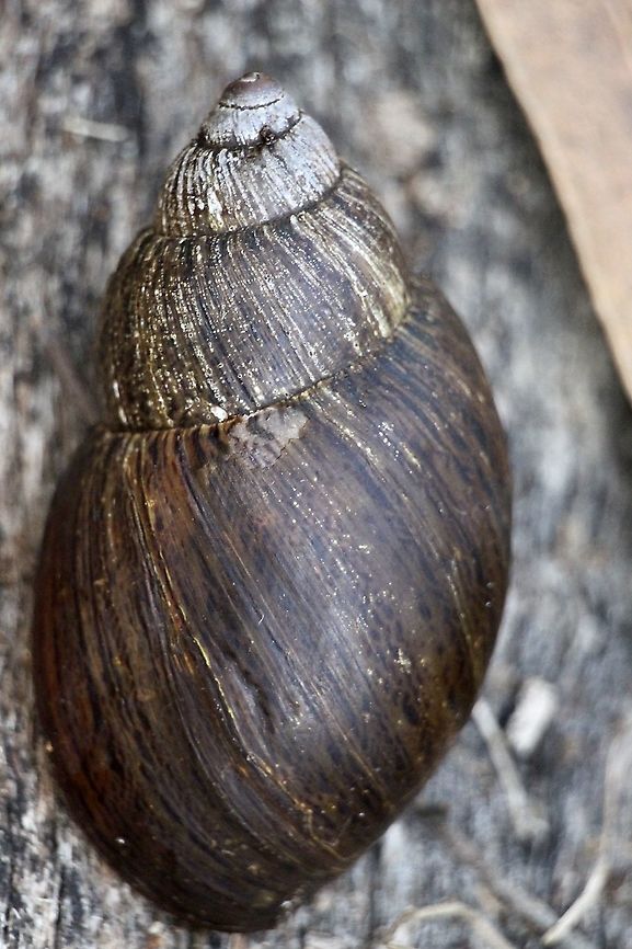 African giant snail - Achatina fulica Found miles away from populated area in a National park .It is of course an introduced species and seems to be spread over many areas mostly in the south-east of Australia. The shell of this one was approximately 50 mm long. Achatina fulica,Australia,Eamw snails,Geotagged,Summer
