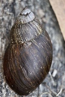 Achatina fulica