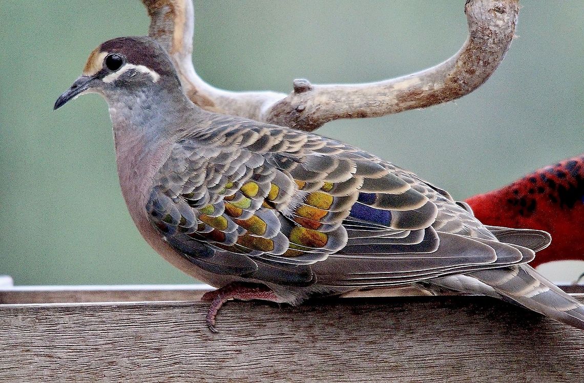 Common Bronzewing pigeon -Phaps chalcoptera Sitting on a veranda waiting for food handouts in a domestic garden. Australia,Birds Beaconsfield,Common bronzewing,Eamw birds,Geotagged,Phaps chalcoptera