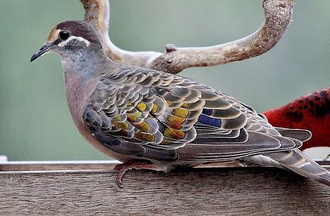 Common Bronzewing pigeon -Phaps chalcoptera Sitting on a veranda waiting for food handouts in a domestic garden. Australia,Birds Beaconsfield,Common bronzewing,Eamw birds,Geotagged,Phaps chalcoptera
