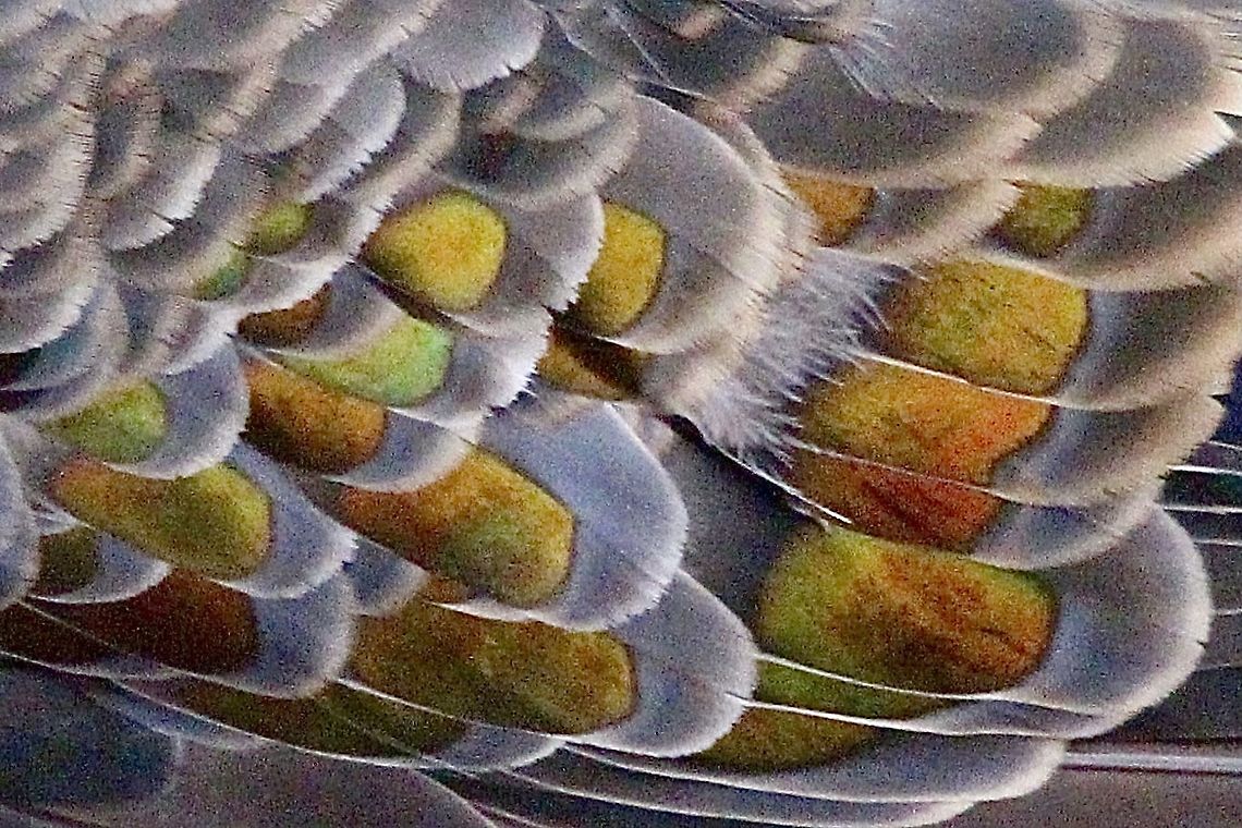 Colours in wing of Common Bronzewing pigeon Phaps chalcoptera  Australia,Common bronzewing,Eamw birds,Geotagged,Phaps chalcoptera