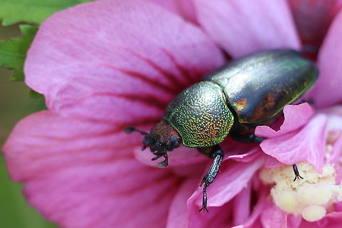 Golden stag beetle - Lamprima aurata Spotted 10.3 2018 Australia,Eamw beetles,Geotagged,Halekulani nsw,Lamprima aurata