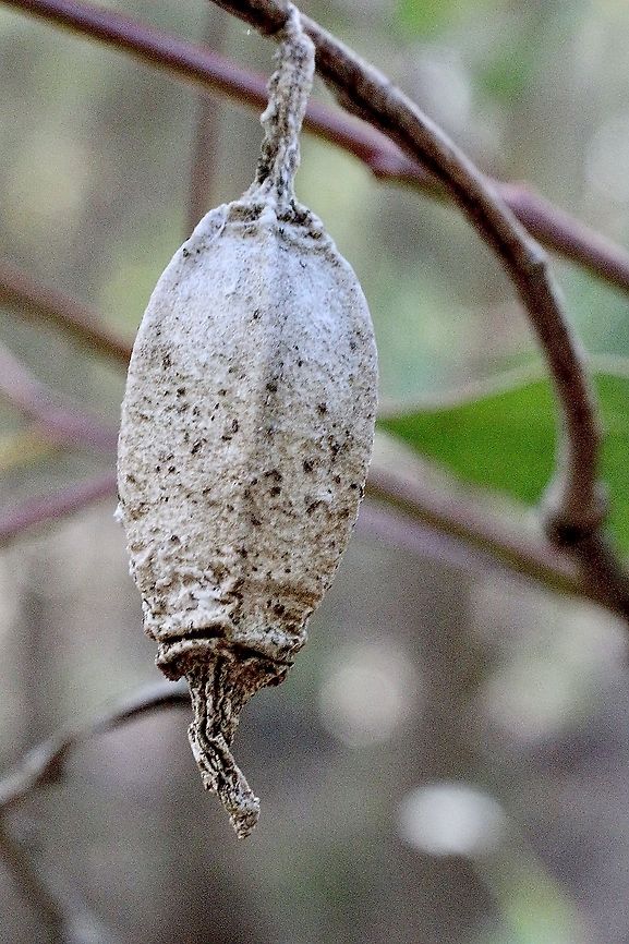 Ripped case moth cocoon -from species  Hyalarcta nigrescens  Australia,Case moth,Eamw case moth,Eamw moth,Geotagged,Hyalarcta,Hyalarcta nigrescens,Ribbed Case Moth,Spring
