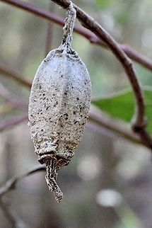 Ripped case moth cocoon -from species  Hyalarcta nigrescens  Australia,Case moth,Eamw case moth,Eamw moth,Geotagged,Hyalarcta,Hyalarcta nigrescens,Ribbed Case Moth,Spring