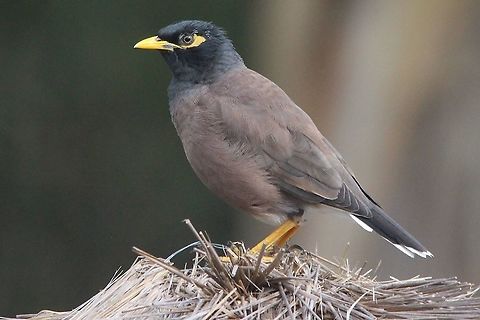 Common myna - Acridotheres tristis Introduced and causing a lot of problems for native species in Australia.  Acridotheres tristis,Australia,Common myna,Eamw birds,Geotagged