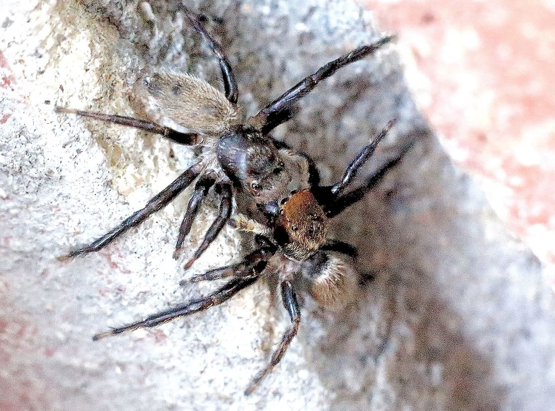 Red-headed house jumping spider - Maratus griseus Male(right) and female (left) in a courtship meeting. Australia,Eamw spiders,Geotagged,Hypoblemum griseum,Salticidae,red-headed house hopper