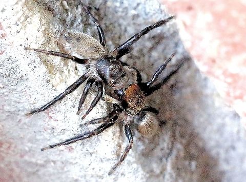 Red-headed house jumping spider - Maratus griseus Male(right) and female (left) in a courtship meeting. Australia,Eamw spiders,Geotagged,Hypoblemum griseum,Salticidae,red-headed house hopper
