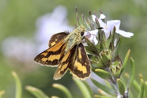 Greenish grass - dart - Ocybadistes walkeri  Australia,Eamw butterflies,Geotagged,Greenish grass-dart,Ocybadistes walkeri,Spring,eamw skippers