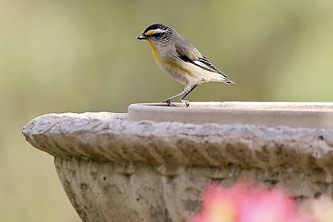 Striated Pardalote - Pardalotus striatus On hot days little birds like this one ,appreciate a bird drinker in the garden where they hang out. Australia,Birds willunga,Eamw birds,Geotagged,Pardalotus striatus,Spring,Striated Pardalote