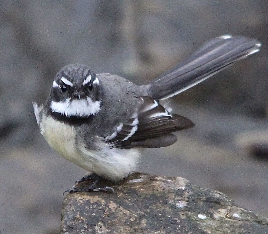 Grey Fantail - Rhipidura albiscapa A bird which wants to know everything. Australia,Eamw birds,Geotagged,Grey Fantail,Rhipidura albiscapa