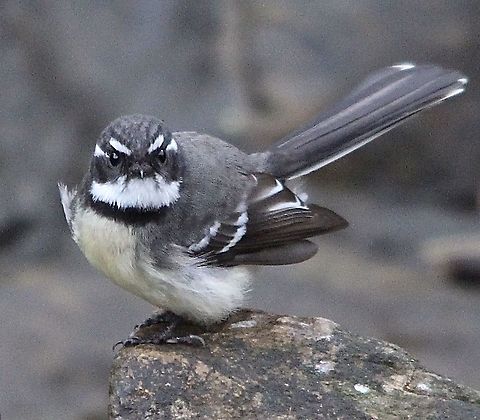 Grey Fantail - Rhipidura albiscapa A bird which wants to know everything. Australia,Eamw birds,Geotagged,Grey Fantail,Rhipidura albiscapa