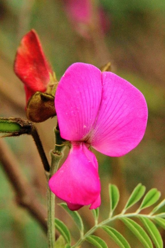 Pink Tephrosia - Tephrosia glomeruliflora Introduced to Australia and concidered an environmental weed.<br />
This plants distribution is listed for along the east coast of Australia . My spotting is nowhere near there in fact it is in South Australia and not in Queensland. I am looking at it in every way to see if I made a mistake which I am sure I didn&rsquo;t.  Australia,Eamw flora,Geotagged,Summer,Tephrosia glomeruliflora