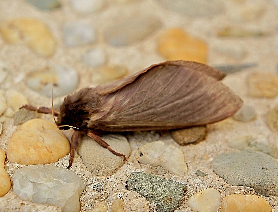Moth species -Oxycanus silvanus  Australia,Eamw moth,Fall,Geotagged,Marionvale VIC,Oxycanus,Oxycanus silvanus
