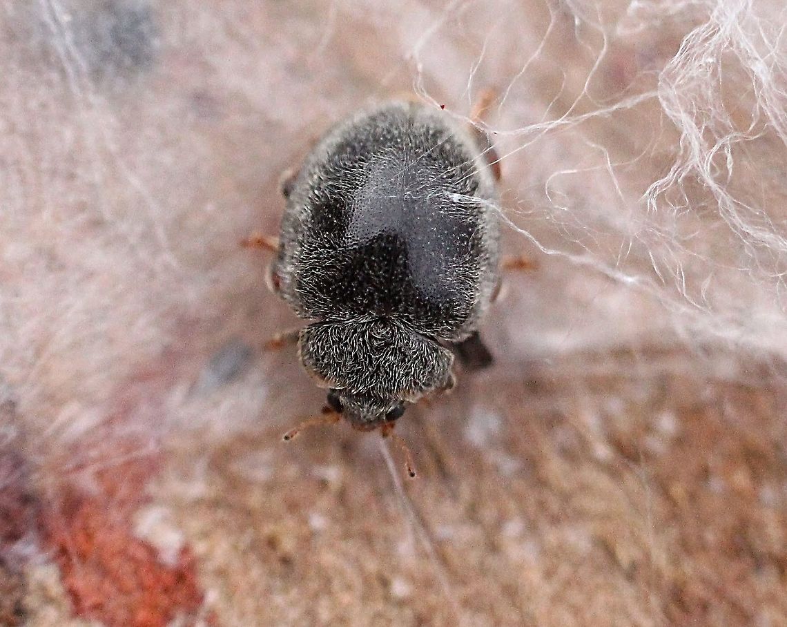 Scale-stalking ladybird beetle - Rhyzobius forestieri Found living together with its larvae and white tailed spider under tree bark.<br />
There seem to be only three species of Rayzobius listed for Australia <br />
R. forestieri. ,  R . lophanthae  and R. Ventrallis Australia,Eamw beetles,Eamw ladybird beetles,Geotagged,Rhyzobius forestieri,Spring