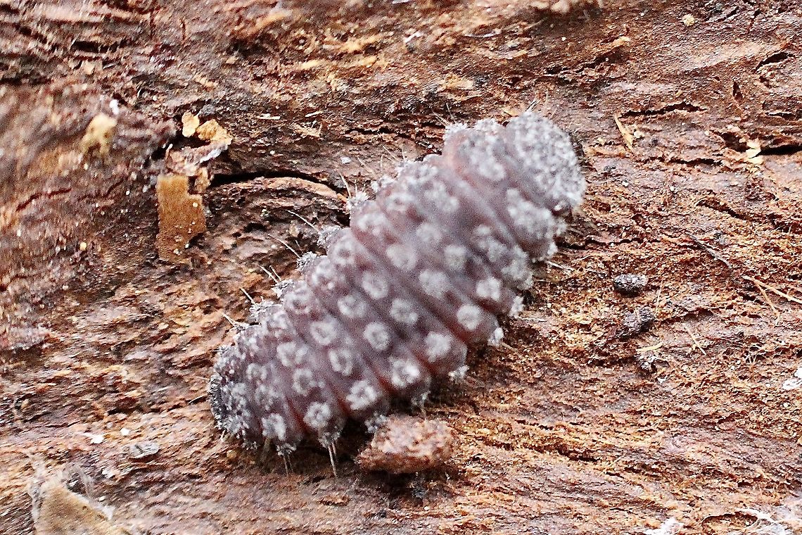 Scale -stalking lady beetle larvae -genus Rhyzobius Living under bark with the adult beetle also white tailed spider was also present  Australia,Eamw beetles,Eamw ladybird beetles,Geotagged,Spring