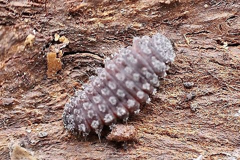 Scale -stalking lady beetle larvae -genus Rhyzobius Living under bark with the adult beetle also white tailed spider was also present  Australia,Eamw beetles,Eamw ladybird beetles,Geotagged,Spring
