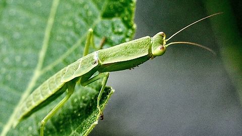 Australian Green Mantis - Orthodera ministralis  Australia,Australian Green Mantis,Eamw mantids,Geotagged,Orthodera ministralis