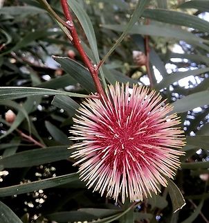 Pincushion Hakea - 'Hakea laurina Native to Western Australia but naturalised in South Australia. Australia,Eamw flora,Fall,Geotagged,Hakea laurina,Pincushion Hakea