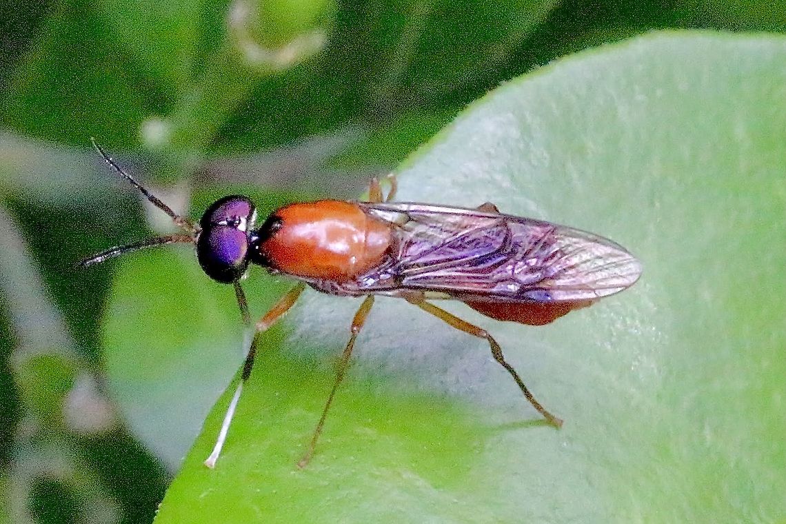 Elissoma brunnea Identification from INaturalist <br />
I could not find any information about this genus. Australia,Elissoma brunnea,Geotagged,Spring,eamw flies