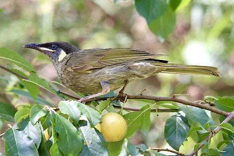 Lewin‘s honeyeater - Meliphaga lewinii  Australia,Eamw birds,Geotagged,Lewins honeyeater,Meliphaga lewinii,Swan Reach VIC,eamw honeyeaters