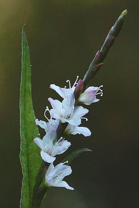 Vietnamese coriander - Persicaria odorata Native to Vietnam but now grown commercially as a herb for culinary uses.  Australia,Eamw,Eamw images,Fall,Geotagged,Persicaria odorata,Vietnamese coriander
