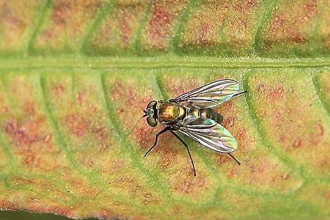 Unidentified fly Not clearly visible but has rather long antenae
The fly is approximately 4 mm long Australia,Eamw images,Fall,Geotagged,eamw flies