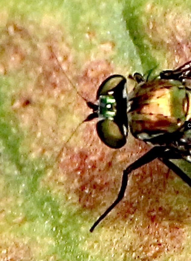 Unidentified species of fly Image only to give a better view of long antenae of fly Australia,Eamw images,Eamw unidentified,Fall,Geotagged