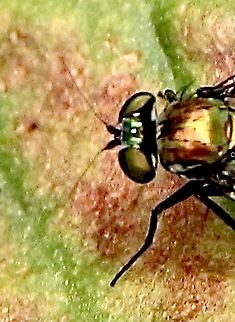 Unidentified species of fly Image only to give a better view of long antenae of fly Australia,Eamw images,Eamw unidentified,Fall,Geotagged